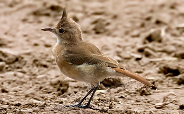 Crested Hornero