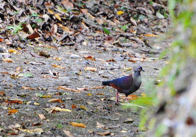 Crested Quail-Dove