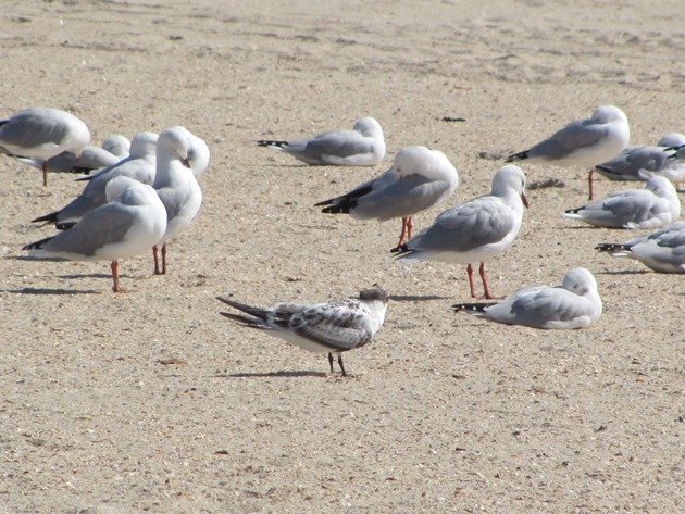 Crested Tern & Silver Gulls (2)