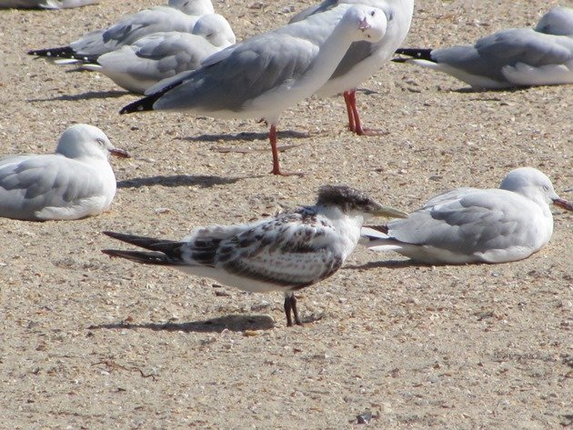 Crested Tern & Silver Gulls (3)