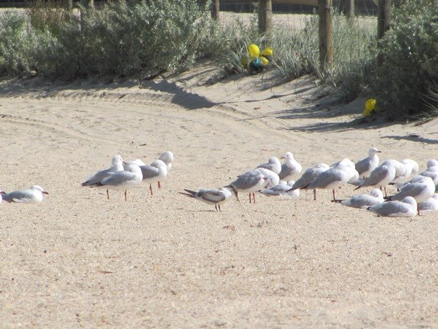 Crested Tern & Silver Gulls