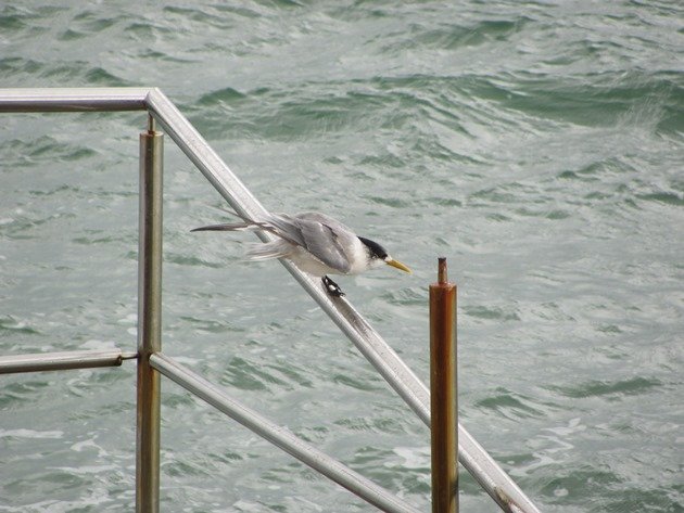 Crested Tern