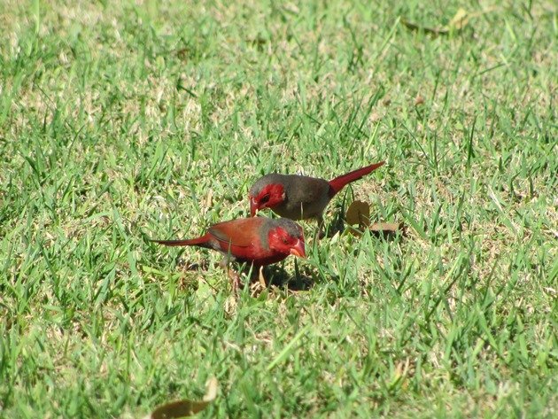 Crimson Finch