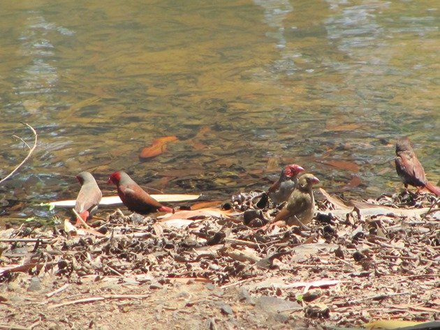 Crimson Finch