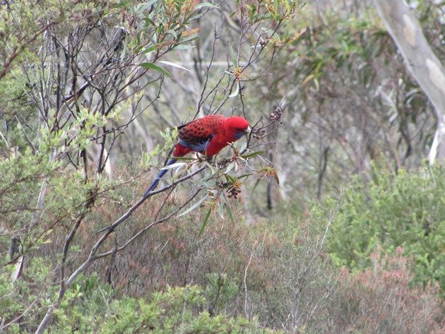 Crimson Rosella