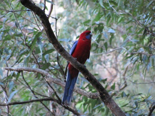 Crimson Rosella