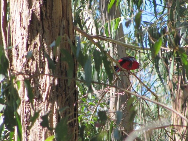 Crimson Rosella