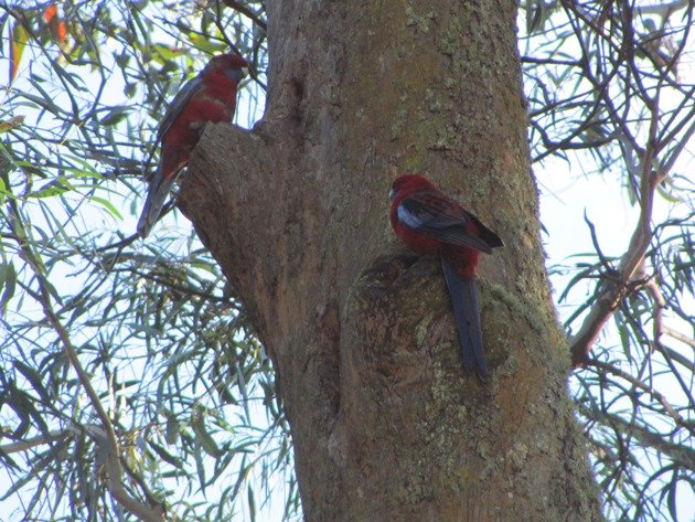 Crimson Rosellas