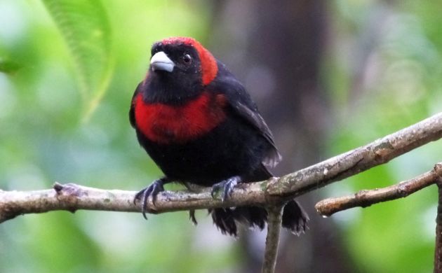 Crimson-collared Tanager