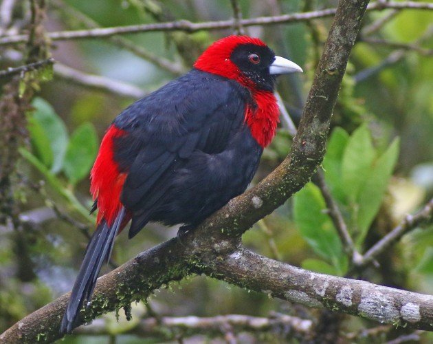 Crimson-collared Tanager