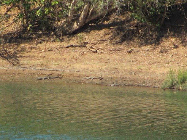Crocodiles-Geikie Gorge