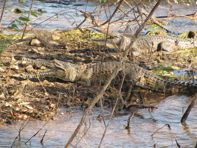 Crocodiles