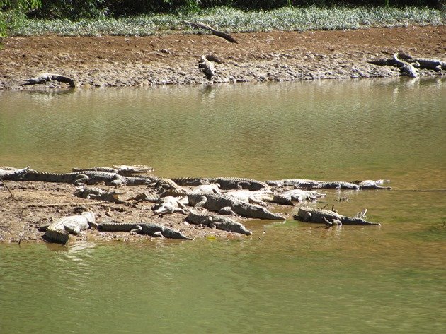 Crocodiles