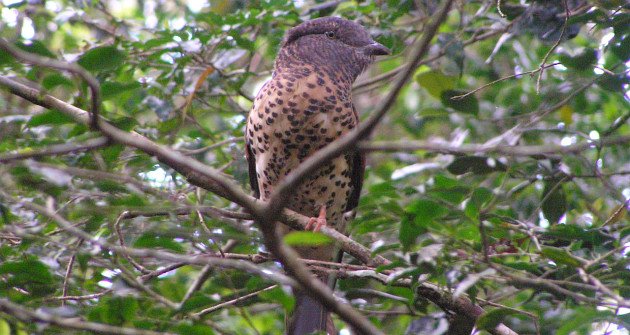 Cuckoo Roller by Frank Wouters