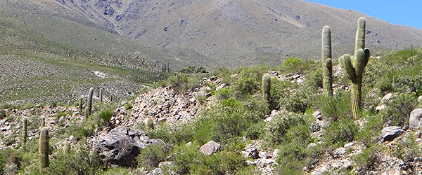 Cuesta-Los-Cardones