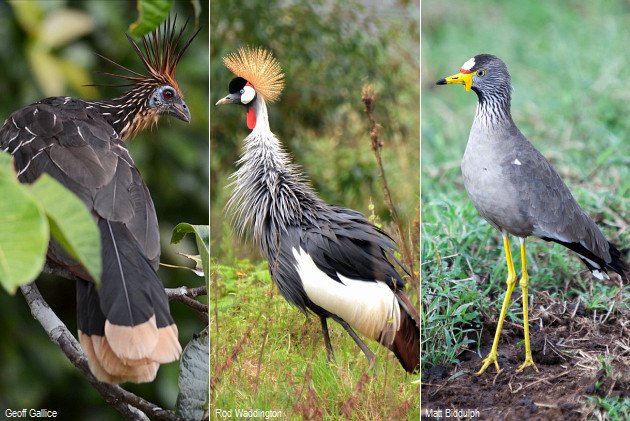 Cursurimorphae-Hoatzin