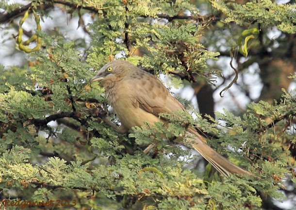 DEL 21Nov13 Large Grey Babbler 02