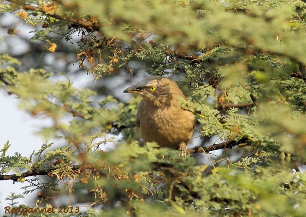 DEL 21Nov13 Large Grey Babbler 03