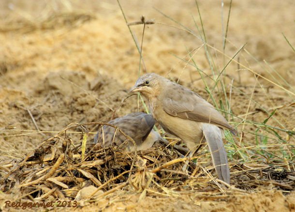 DEL 21Nov13 Large Grey Babbler 04