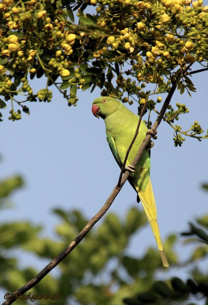 DEL 21Nov13 Rose-ringed Parakeet 01