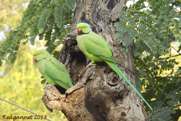 DEL 21Nov13 Rose-ringed Parakeet 02