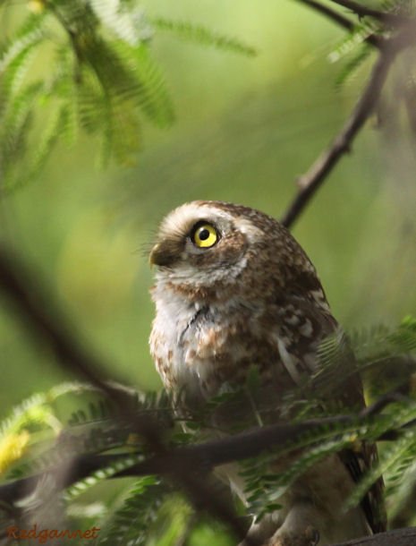 DEL Apr10 Spotted Owlet 02