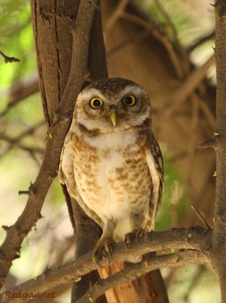 DEL Apr10 Spotted Owlet 04