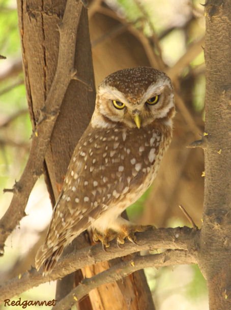 DEL Apr10 Spotted Owlet 06