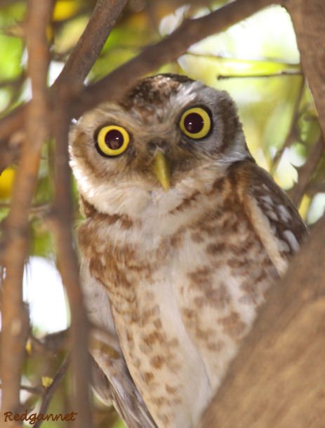 DEL Apr10 Spotted Owlet 07