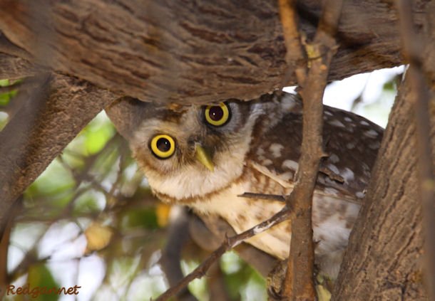 DEL Apr10 Spotted Owlet 08