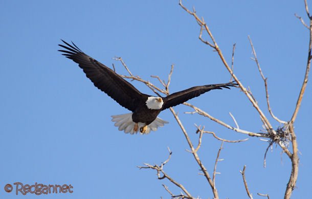 DEN 27Dec15 Bald Eagle 01