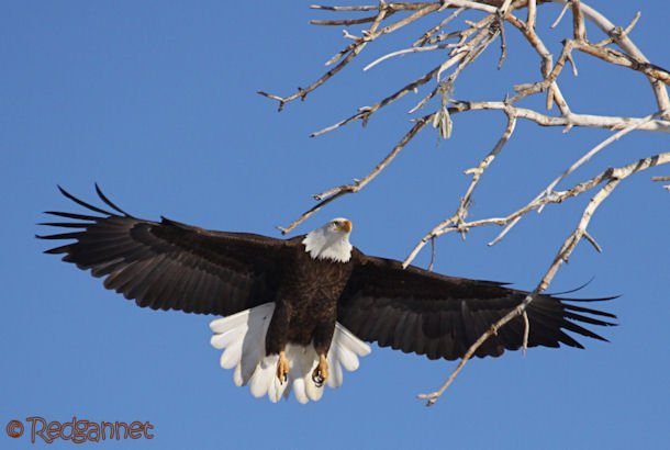 DEN 27Dec15 Bald Eagle 02