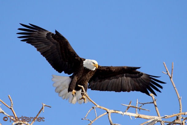 DEN 27Dec15 Bald Eagle 03