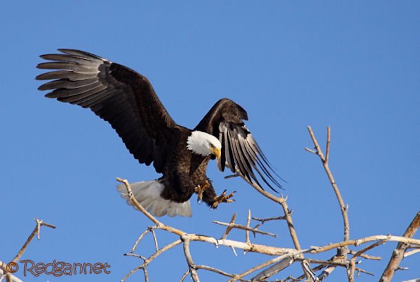 DEN 27Dec15 Bald Eagle 04