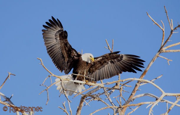 DEN 27Dec15 Bald Eagle 05