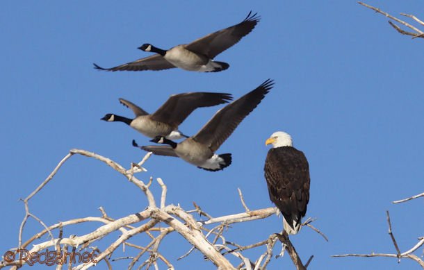 DEN 27Dec15 Bald Eagle 09