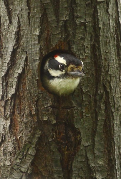 DFW 21Apr15 Hairy Woodpecker 01