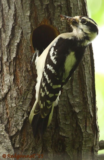 DFW 21Apr15 Hairy Woodpecker 02