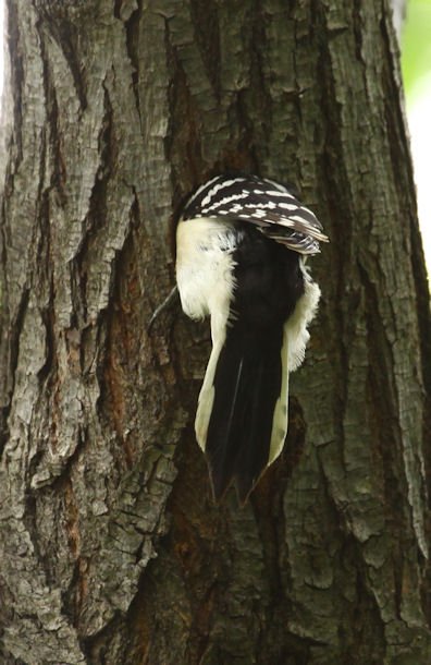 DFW 21Apr15 Hairy Woodpecker 03