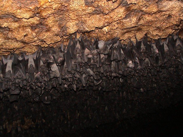 More bats at Jacana