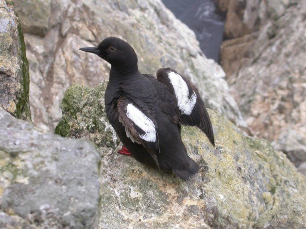 Pigeon Guillemot