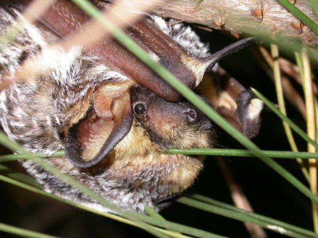 Hoary Bat