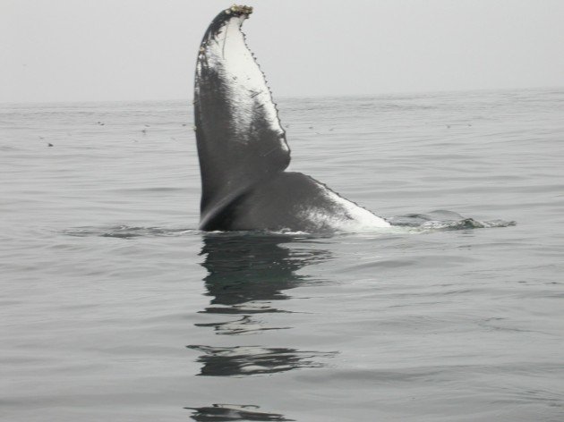 Humpback