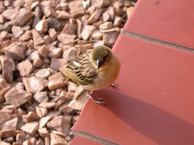 juvenile slender-billed weaver