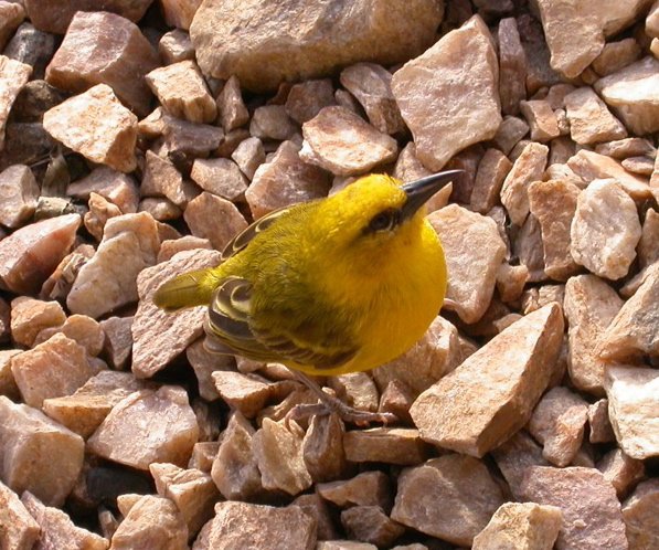 Female Slender-billed Weaver