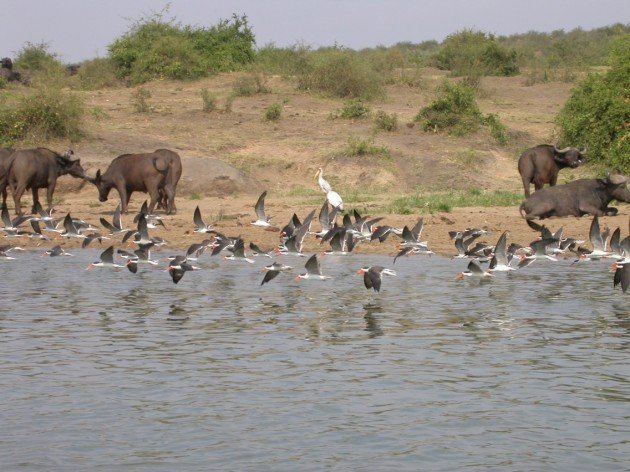 skimmers skimming