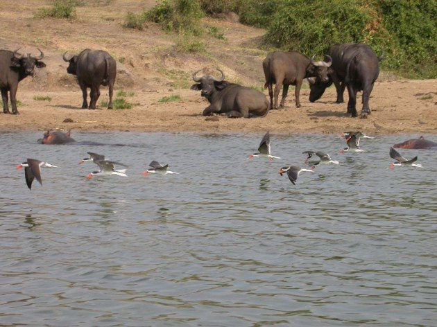 African skimmers