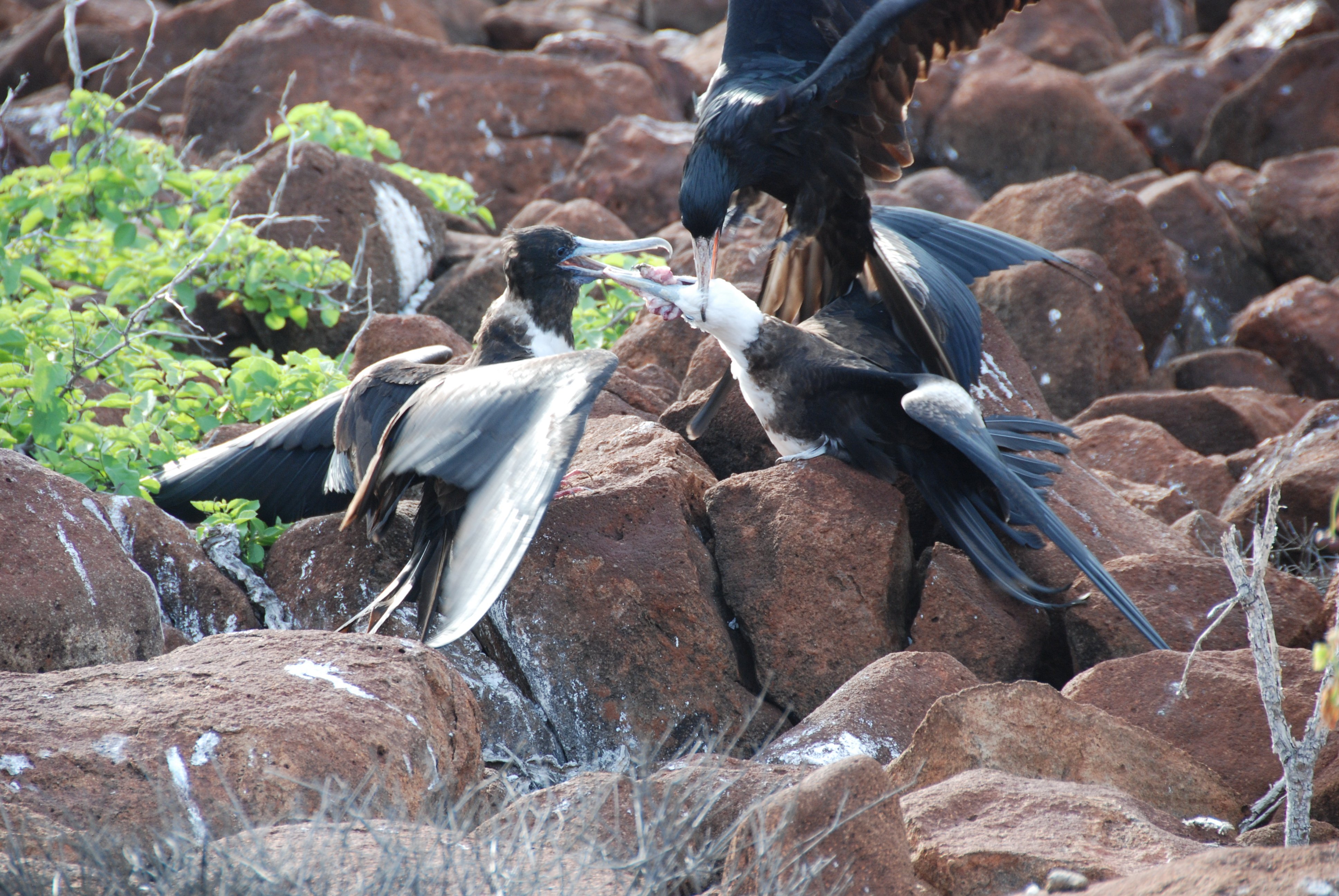 Frigatebirds Feeding