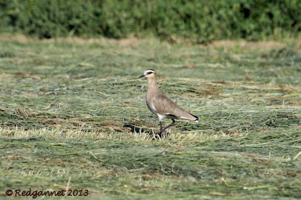 DXB 05Jan13 Sociable Lapwing 05