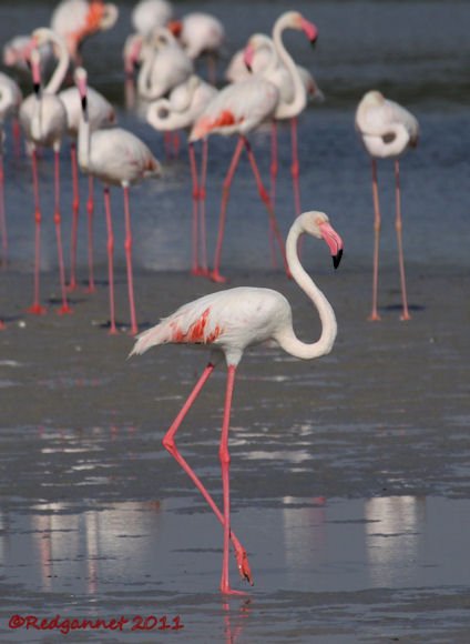 DXB 13Oct11 Greater Flamingo 04